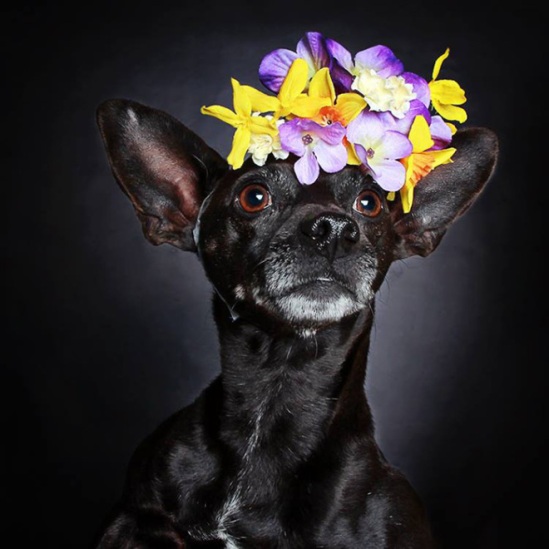 black-dog-portraits-floral-crown-guinnevere-shuster-3