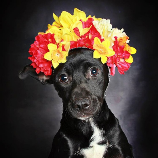 black-dog-portraits-floral-crown-guinnevere-shuster-8